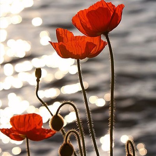 شقایق  نوشری