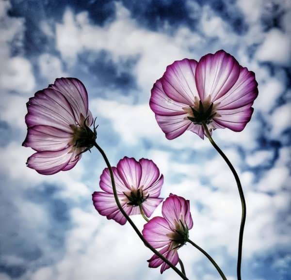 روناک مرادی زاده