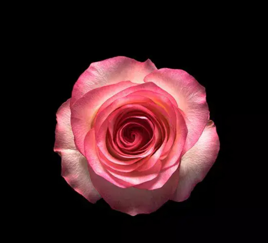 ساناز ایمانیان