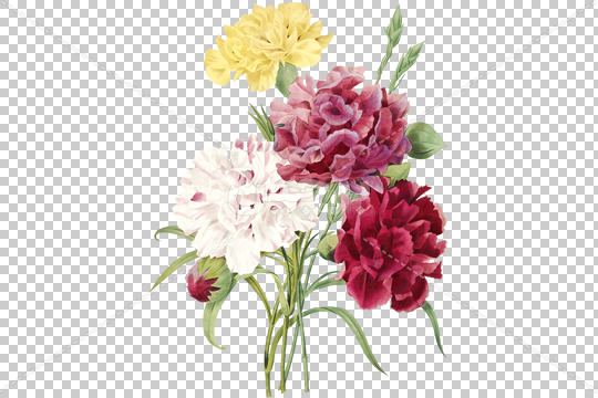 نسیم سلطانی