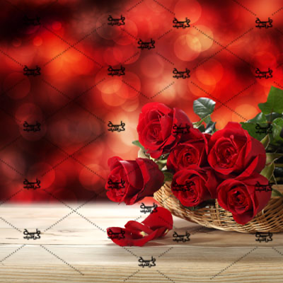 فرشته درویشی