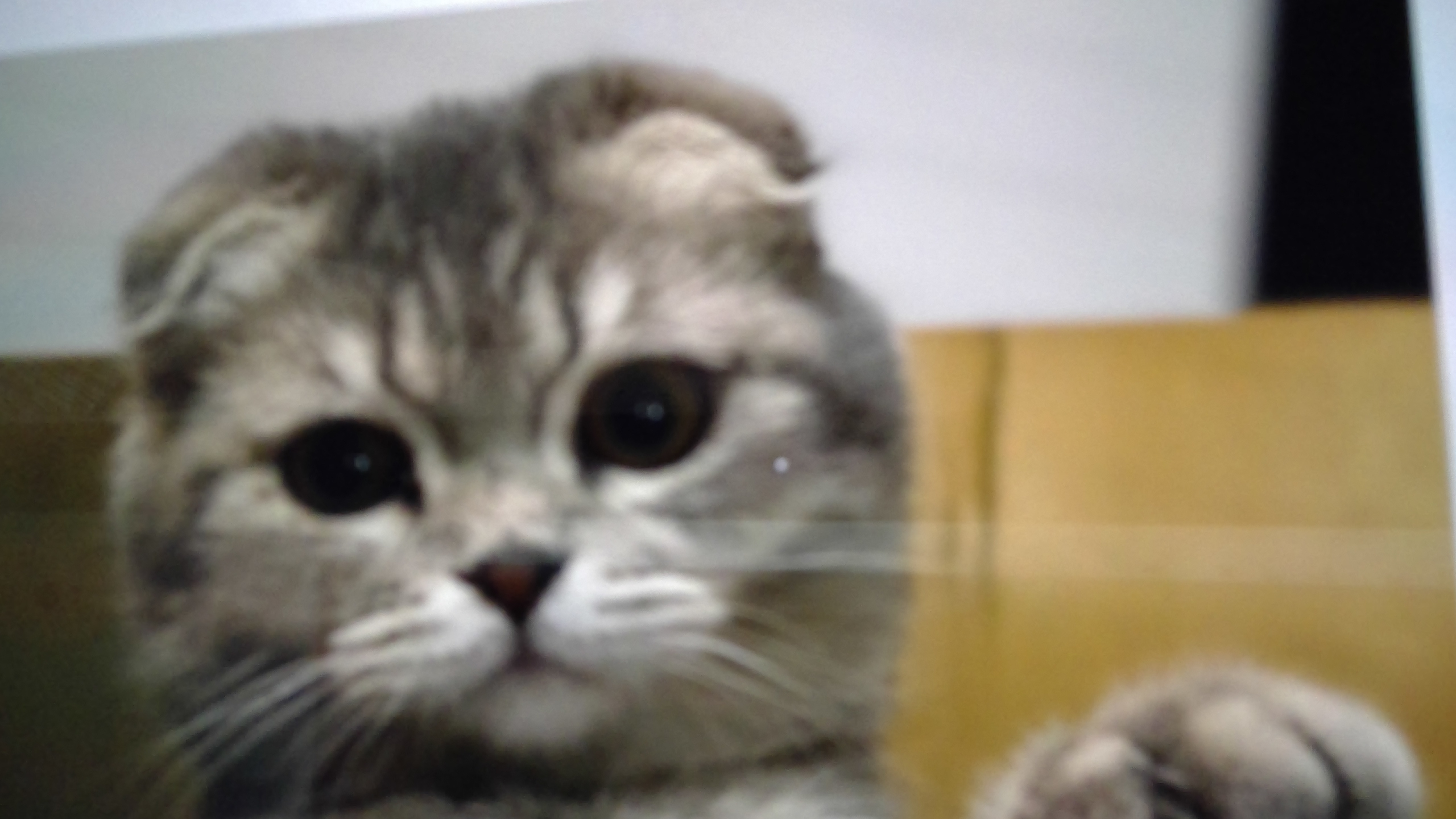 شکوفه دلخواهی