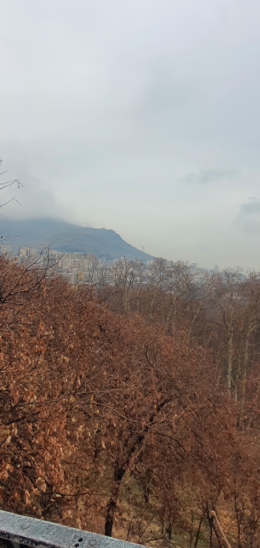 نیلوفر اله کرم