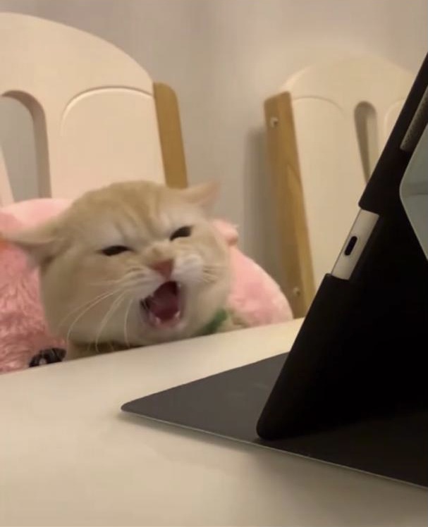 فردوس صالحی